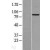 Western Blot: MFN2 Lysate [NBL1-13040] - Western Blot experiments. 
Left-Control; Right -Over-expression Lysate for MFN2
